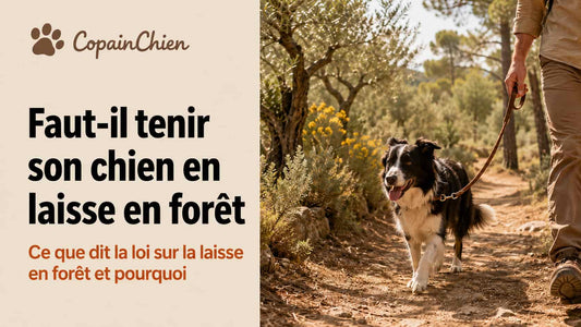 Faut-il tenir son chien en laisse en forêt