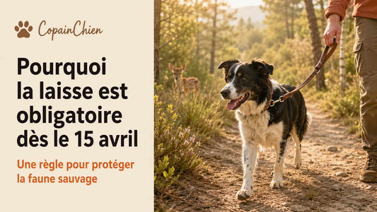 Pourquoi certaines périodes imposent la laisse en forêt : le cas du 15 avril